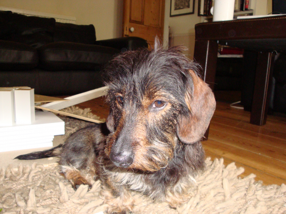 This is William. He's on work experience, learning HTML. He's not very good, to be honest.