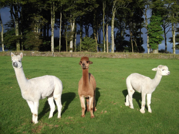 The Barn2 Media alpacas - our time-saving lawnmowers!