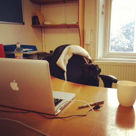 This is Bella, the mascot of the studio and the hardest worker.