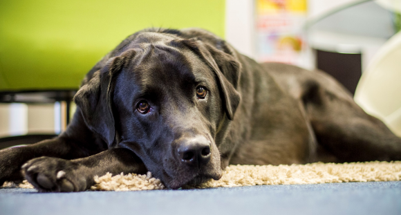 The Office Canine, Sir Wilson