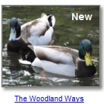 Woodland Ways